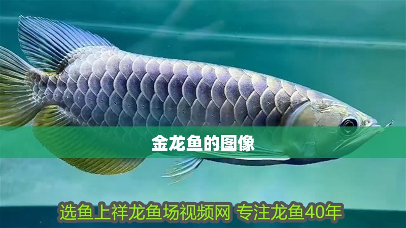 金龍魚的圖像