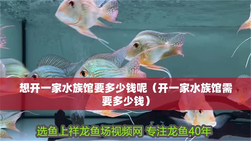 想開一家水族館要多少錢呢（開一家水族館需要多少錢）