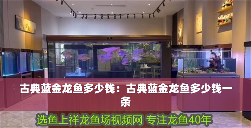 古典藍金龍魚多少錢：古典藍金龍魚多少錢一條