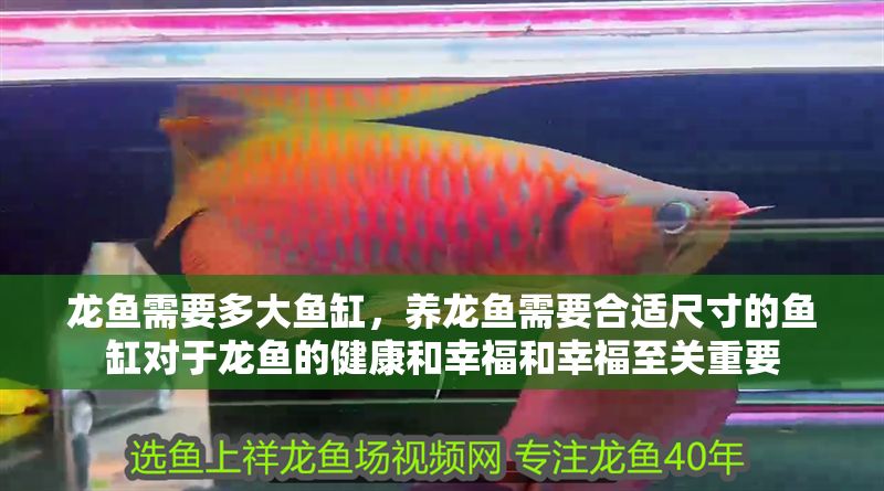 龍魚需要多大魚缸，養(yǎng)龍魚需要合適尺寸的魚缸對于龍魚的健康和幸福和幸福至關(guān)重要