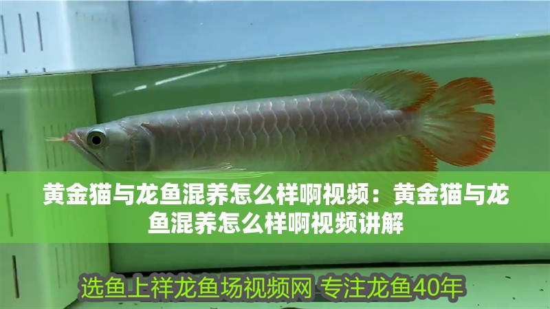 黃金貓與龍魚混養(yǎng)怎么樣啊視頻：黃金貓與龍魚混養(yǎng)怎么樣啊視頻講解