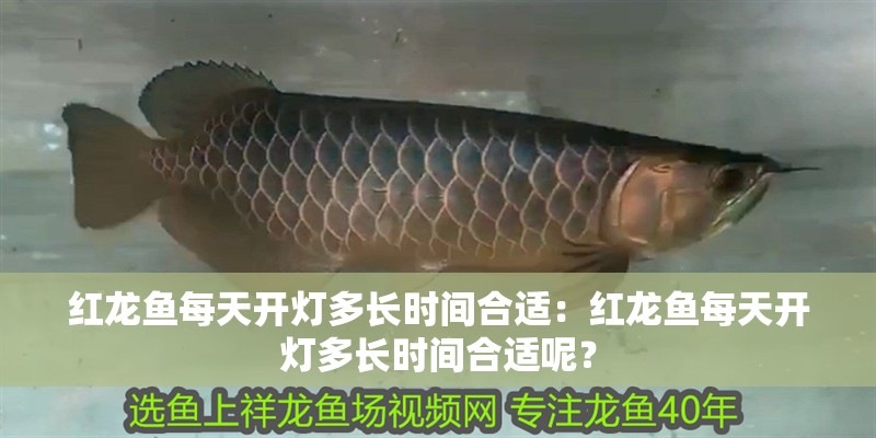 紅龍魚每天開燈多長時間合適：紅龍魚每天開燈多長時間合適呢？