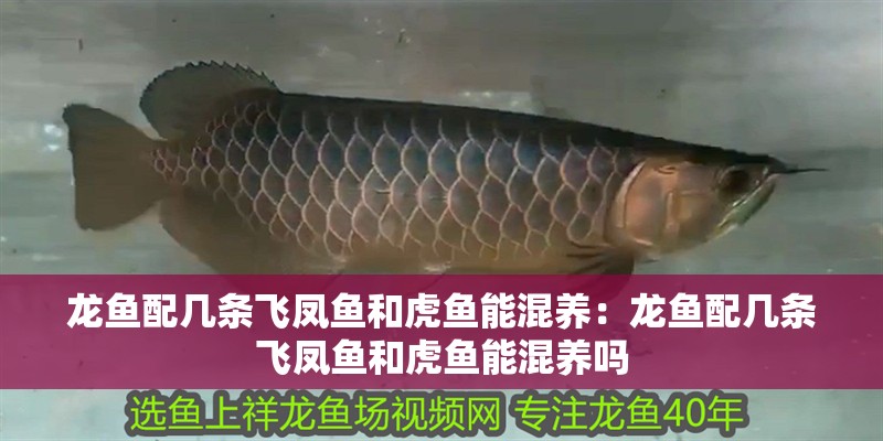 龍魚配幾條飛鳳魚和虎魚能混養(yǎng)：龍魚配幾條飛鳳魚和虎魚能混養(yǎng)嗎