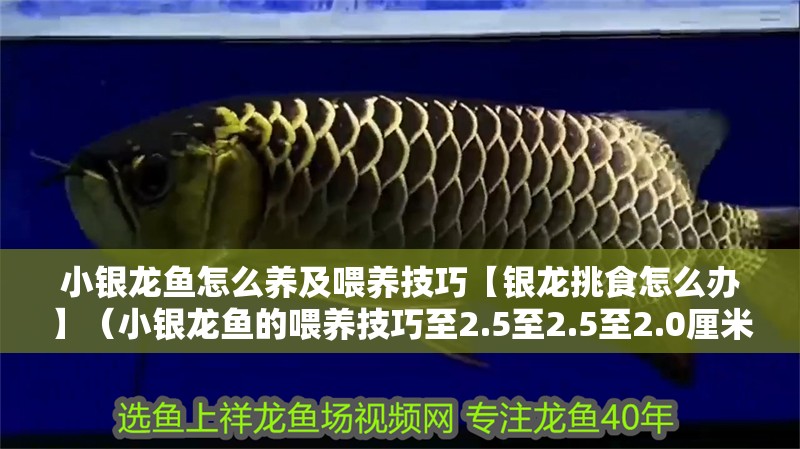 小銀龍魚怎么養(yǎng)及喂養(yǎng)技巧【銀龍?zhí)羰吃趺崔k】（小銀龍魚的喂養(yǎng)技巧至2.5至2.5至2.0厘米）