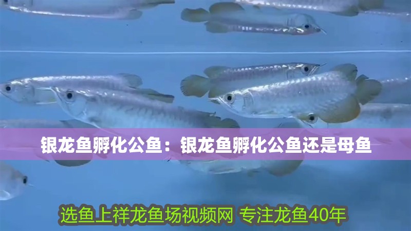 銀龍魚孵化公魚：銀龍魚孵化公魚還是母魚