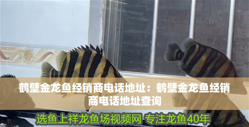鶴壁金龍魚經銷商電話地址：鶴壁金龍魚經銷商電話地址查詢