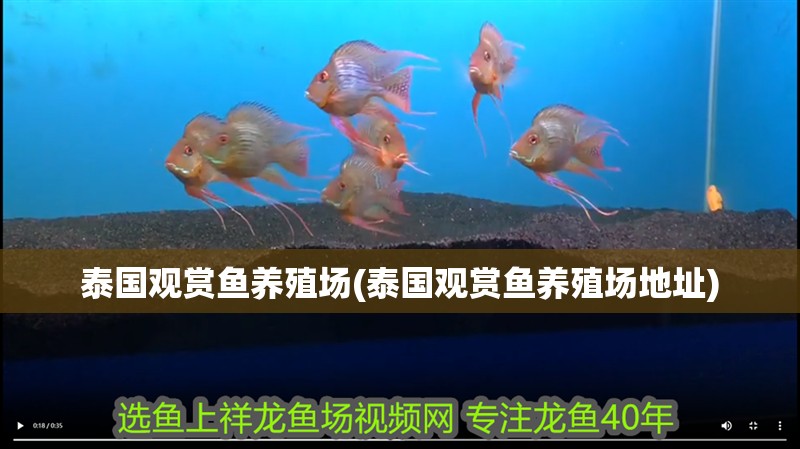 玻璃做魚缸怎么粘才牢固:如何自制玻璃魚缸 泰國觀賞魚養殖場(泰國觀賞魚養殖場地址) 觀賞魚百科 泰國觀賞魚養殖場(泰國觀賞魚養殖場地址) 泰國觀賞魚養殖場(泰國觀賞魚養殖場地址) 觀賞魚百科