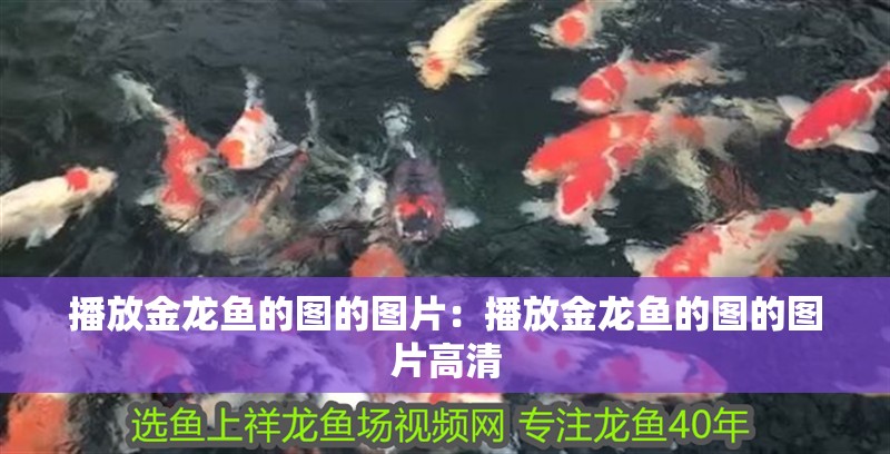 播放金龍魚的圖的圖片：播放金龍魚的圖的圖片高清