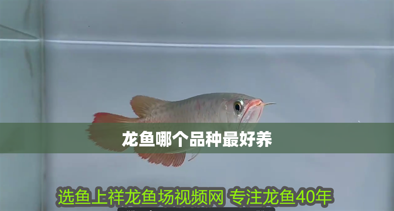 龍魚哪個品種最好養(yǎng)