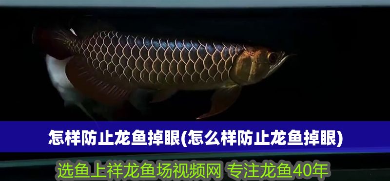 怎樣防止龍魚掉眼(怎么樣防止龍魚掉眼)