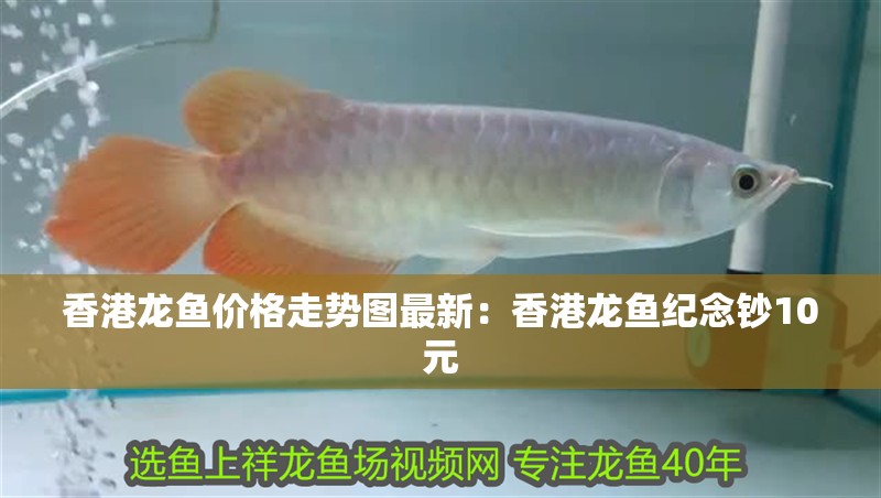 香港龍魚價格走勢圖最新：香港龍魚紀念鈔10元