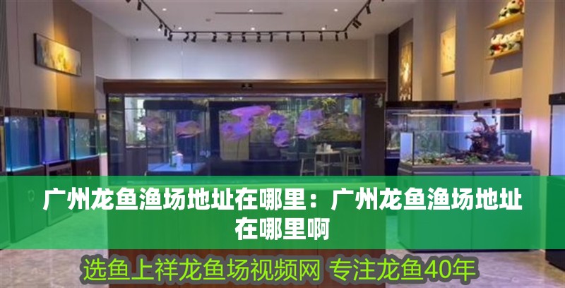 廣州龍魚(yú)漁場(chǎng)地址在哪里：廣州龍魚(yú)漁場(chǎng)地址在哪里啊