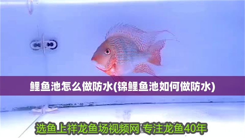 鯉魚池怎么做防水(錦鯉魚池如何做防水)