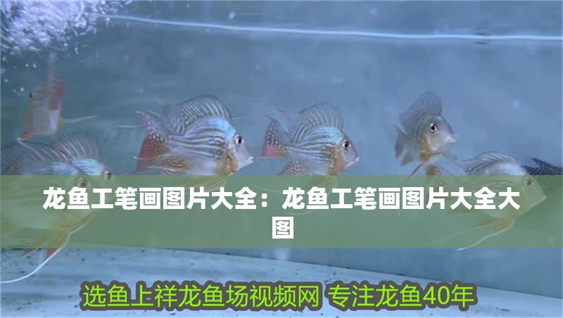 龍魚工筆畫圖片大全：龍魚工筆畫圖片大全大圖