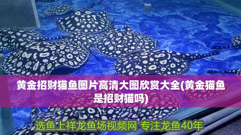 黃金招財貓魚圖片高清大圖欣賞大全(黃金貓魚是招財貓嗎)