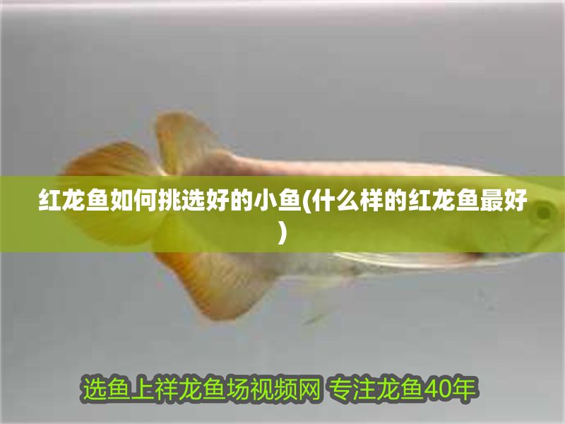 紅龍魚(yú)如何挑選好的小魚(yú)(什么樣的紅龍魚(yú)最好)