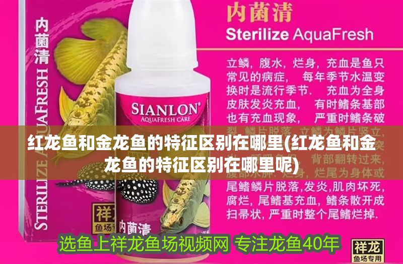 紅龍魚和金龍魚的特征區別在哪里(紅龍魚和金龍魚的特征區別在哪里呢)