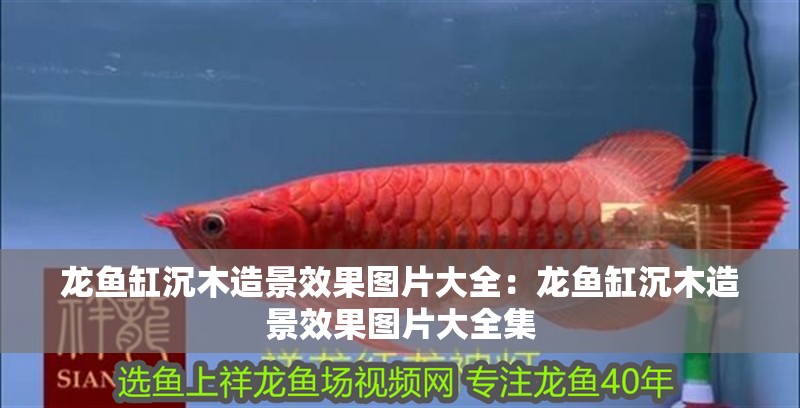 龍魚缸沉木造景效果圖片大全:龍魚缸沉木造景效果圖片大全集 水族問答 龍魚缸沉木造景效果圖片大全:龍魚缸沉木造景效果圖片大全集 龍魚缸沉木造景效果圖片大全:龍魚缸沉木造景效果圖片大全集 水族問答