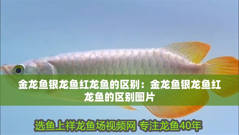 金龍魚銀龍魚紅龍魚的區別：金龍魚銀龍魚紅龍魚的區別圖片