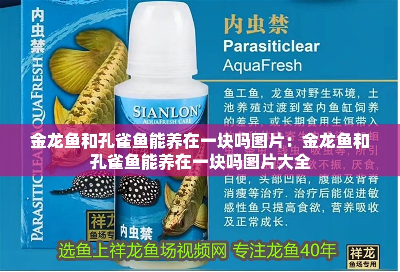 金龍魚和孔雀魚能養(yǎng)在一塊嗎圖片：金龍魚和孔雀魚能養(yǎng)在一塊嗎圖片大全