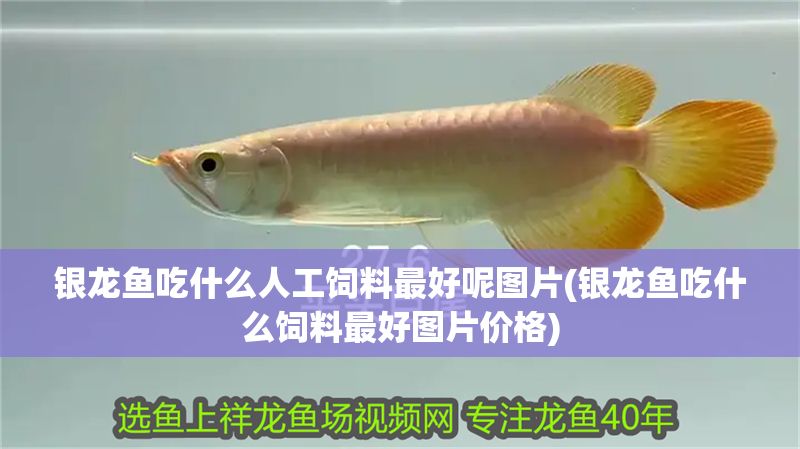 銀龍魚吃什么人工飼料最好呢圖片(銀龍魚吃什么飼料最好圖片價格)