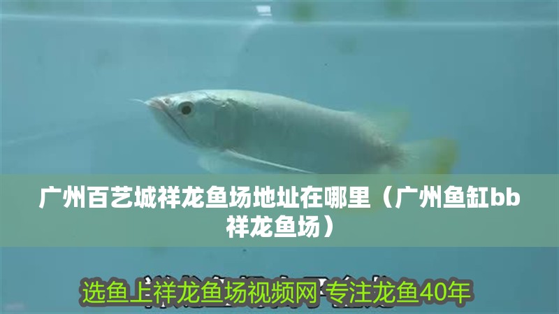 廣州百藝城祥龍魚場地址在哪里（廣州魚缸bb祥龍魚場）