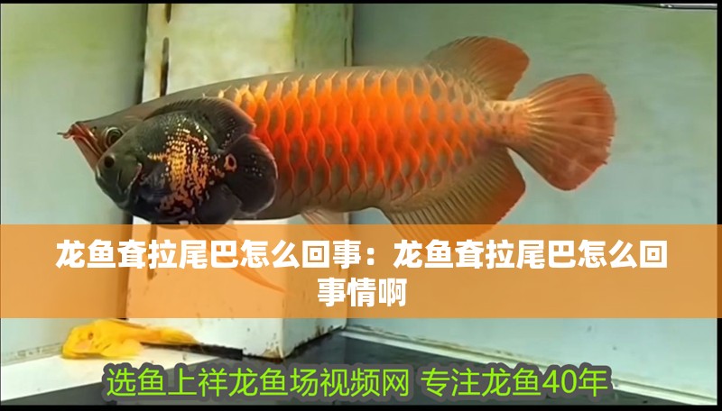 龍魚耷拉尾巴怎么回事：龍魚耷拉尾巴怎么回事情啊