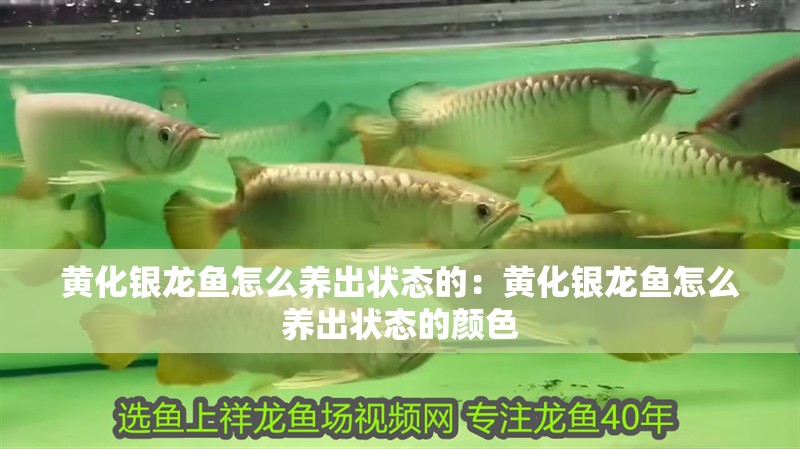 黃化銀龍魚怎么養(yǎng)出狀態(tài)的：黃化銀龍魚怎么養(yǎng)出狀態(tài)的顏色