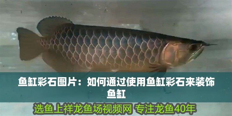 魚(yú)缸彩石圖片：如何通過(guò)使用魚(yú)缸彩石來(lái)裝飾魚(yú)缸