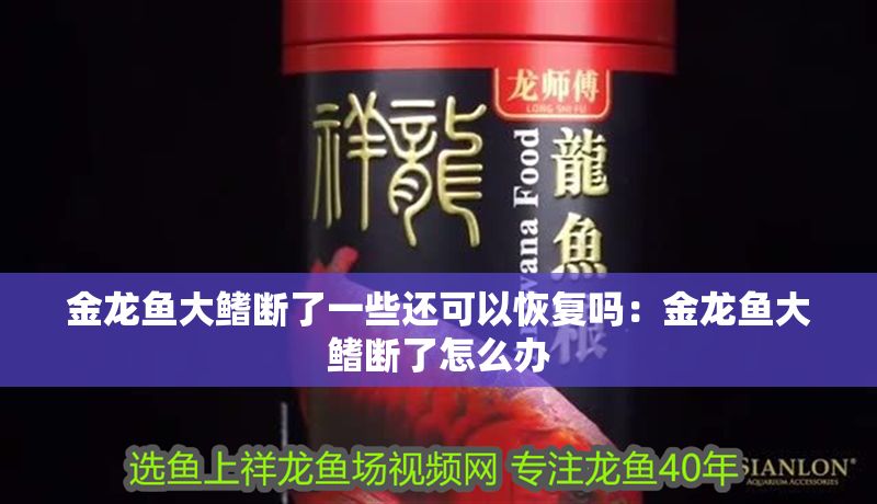 金龍魚大鰭斷了一些還可以恢復嗎：金龍魚大鰭斷了怎么辦