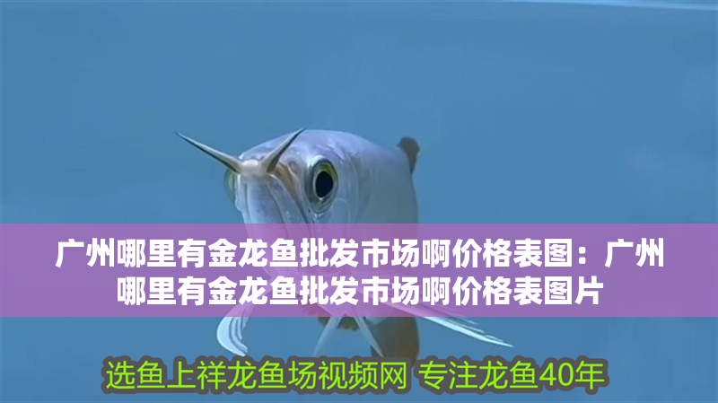 廣州哪里有金龍魚批發市場啊價格表圖：廣州哪里有金龍魚批發市場啊價格表圖片