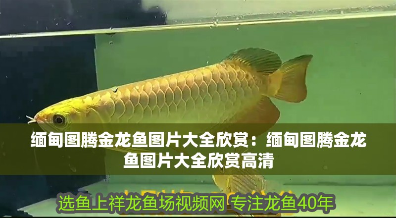 緬甸圖騰金龍魚圖片大全欣賞:緬甸圖騰金龍魚圖片大全欣賞高清