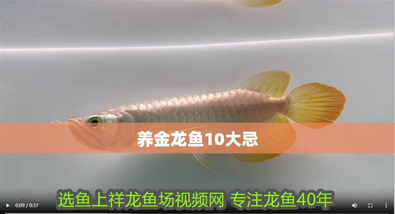 養金龍魚10大忌