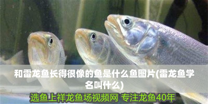 和雷龍魚(yú)長(zhǎng)得很像的魚(yú)是什么魚(yú)圖片(雷龍魚(yú)學(xué)名叫什么)