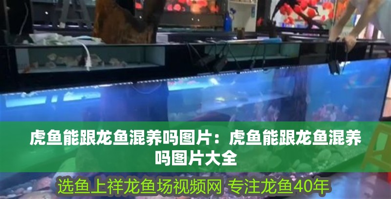 虎魚能跟龍魚混養(yǎng)嗎圖片：虎魚能跟龍魚混養(yǎng)嗎圖片大全