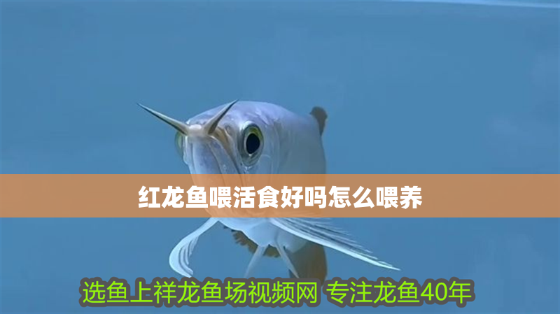 紅龍魚喂活食好嗎怎么喂養