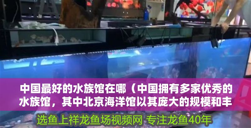 中國最好的水族館在哪（中國擁有多家優(yōu)秀的水族館，其中北京海洋館以其龐大的規(guī)模和豐富的海洋生物種類而聞名）