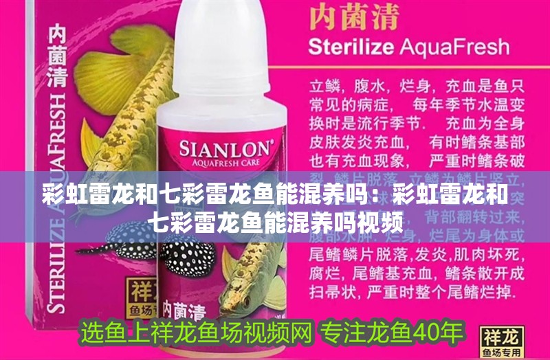 彩虹雷龍和七彩雷龍魚能混養嗎：彩虹雷龍和七彩雷龍魚能混養嗎視頻