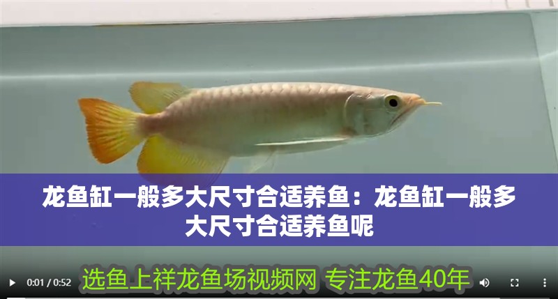 龍魚缸一般多大尺寸合適養(yǎng)魚：龍魚缸一般多大尺寸合適養(yǎng)魚呢