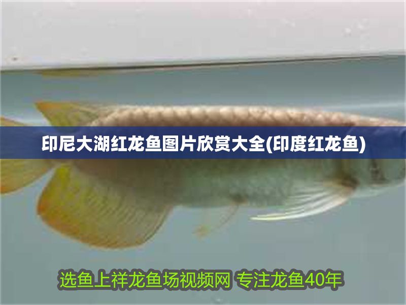 印尼大湖紅龍魚圖片欣賞大全(印度紅龍魚)
