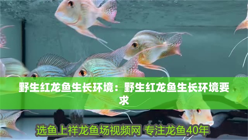 野生紅龍魚生長環境：野生紅龍魚生長環境要求