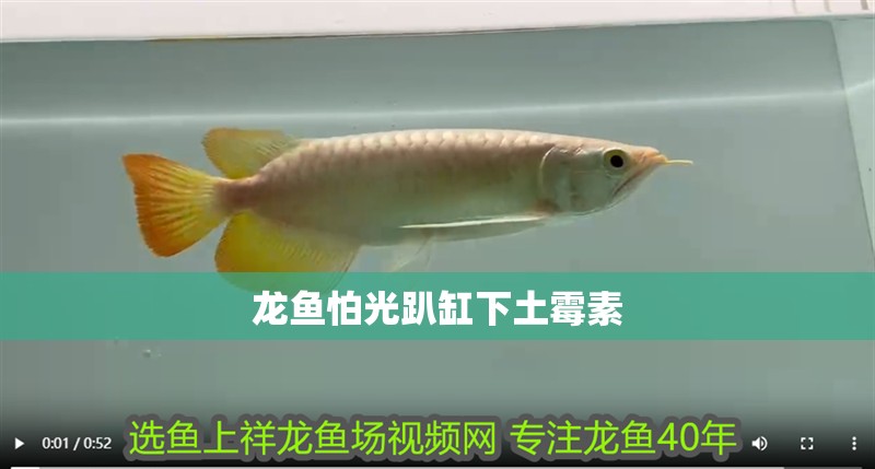 龍魚怕光趴缸下土霉素
