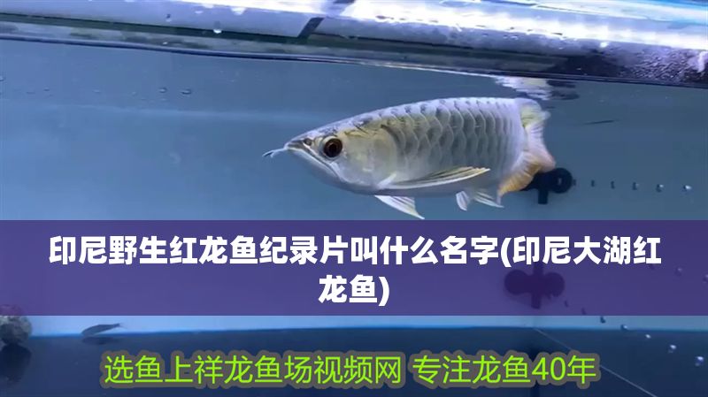 印尼野生紅龍魚紀錄片叫什么名字(印尼大湖紅龍魚)
