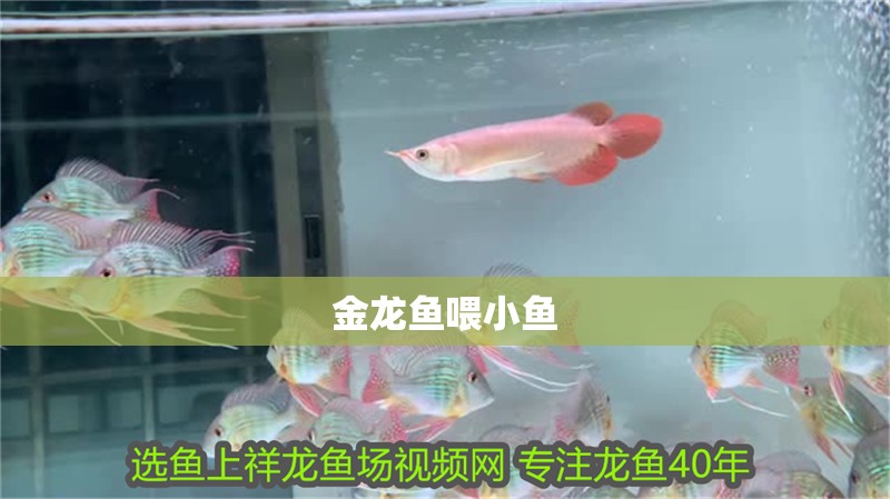 金龍魚喂小魚