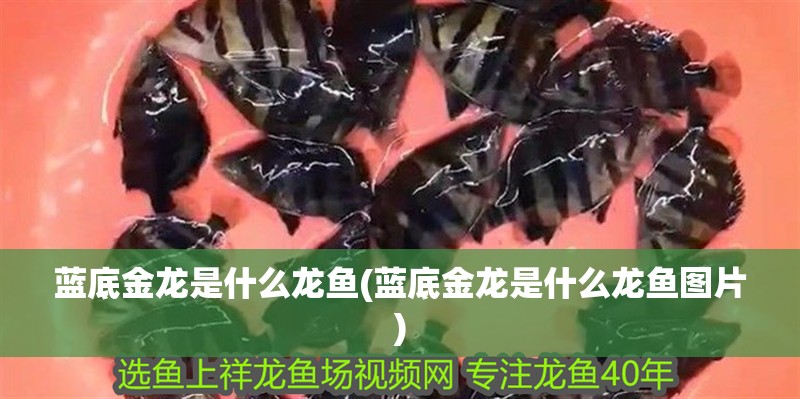 藍底金龍是什么龍魚(藍底金龍是什么龍魚圖片)