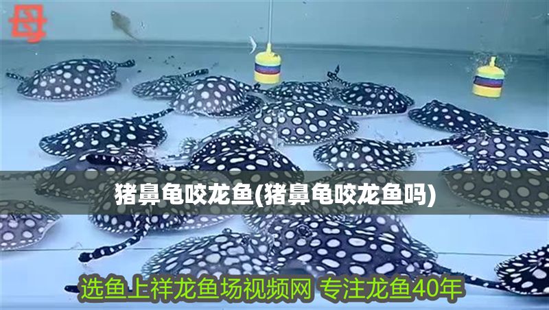 豬鼻龜咬龍魚(豬鼻龜咬龍魚嗎)