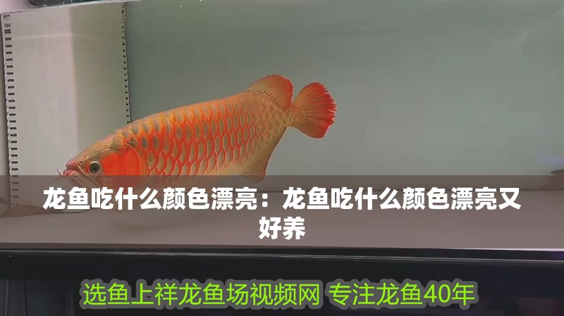 龍魚吃什么顏色漂亮：龍魚吃什么顏色漂亮又好養(yǎng)