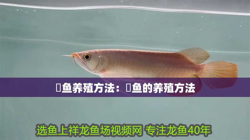 魟魚養殖方法：魟魚的養殖方法