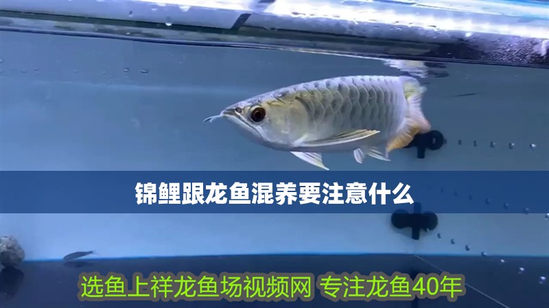 錦鯉跟龍魚混養(yǎng)要注意什么