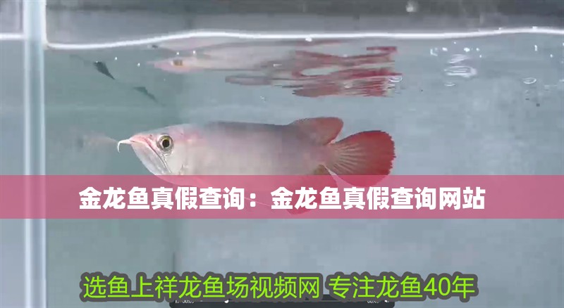 金龍魚真假查詢：金龍魚真假查詢網站